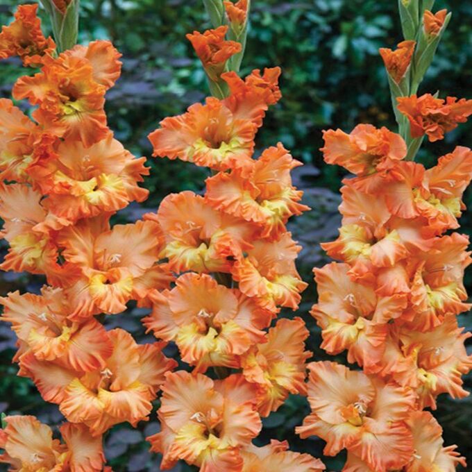 Превью изображения