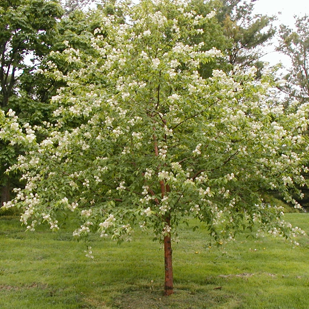 Превью изображения
