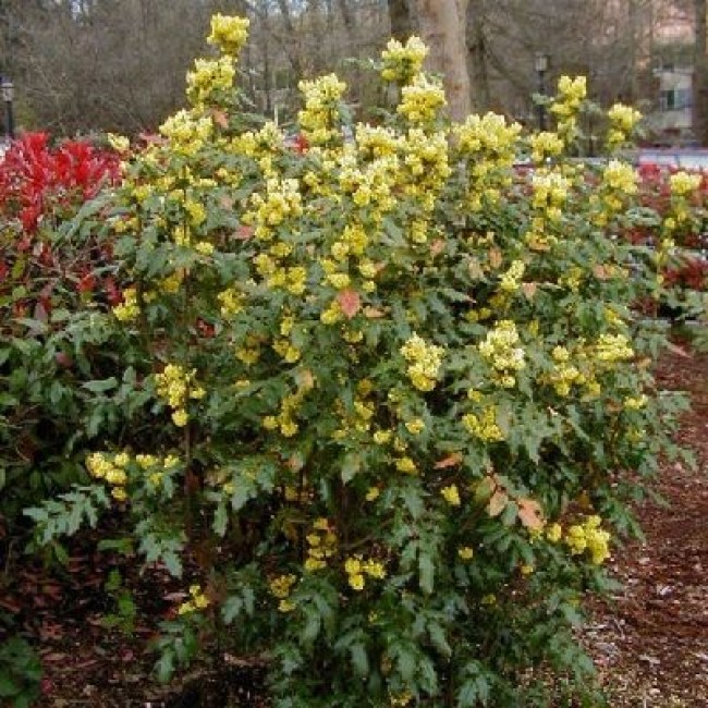 Превью изображения