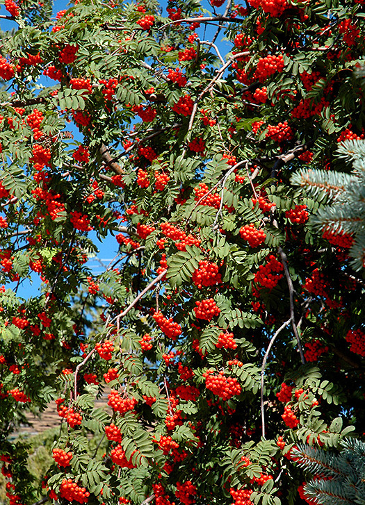 Превью изображения