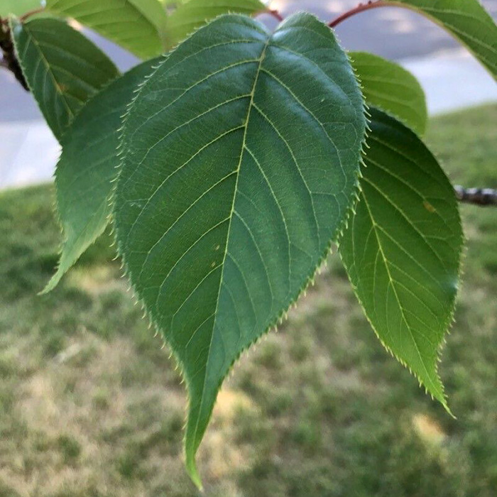 Превью изображения