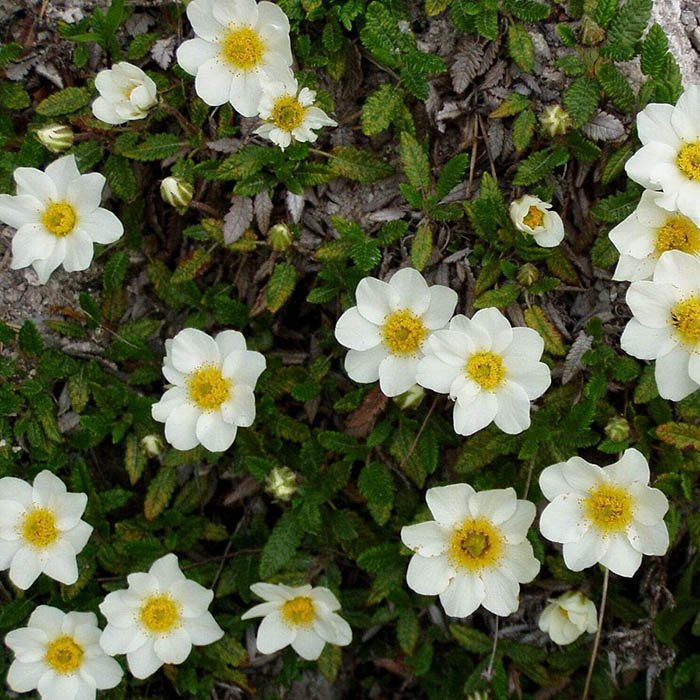 Превью изображения