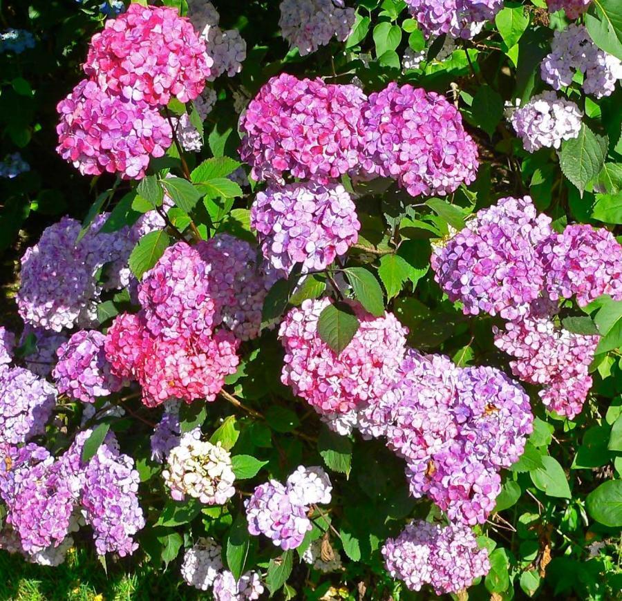 Превью изображения