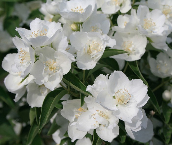 Превью изображения