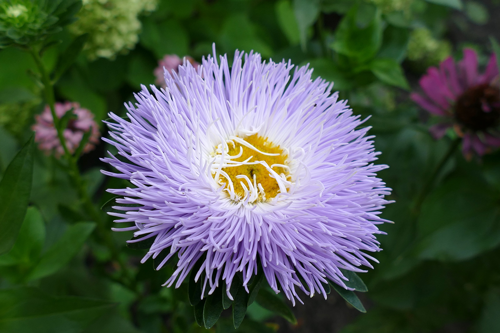 Превью изображения