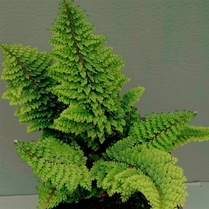 Превью изображения