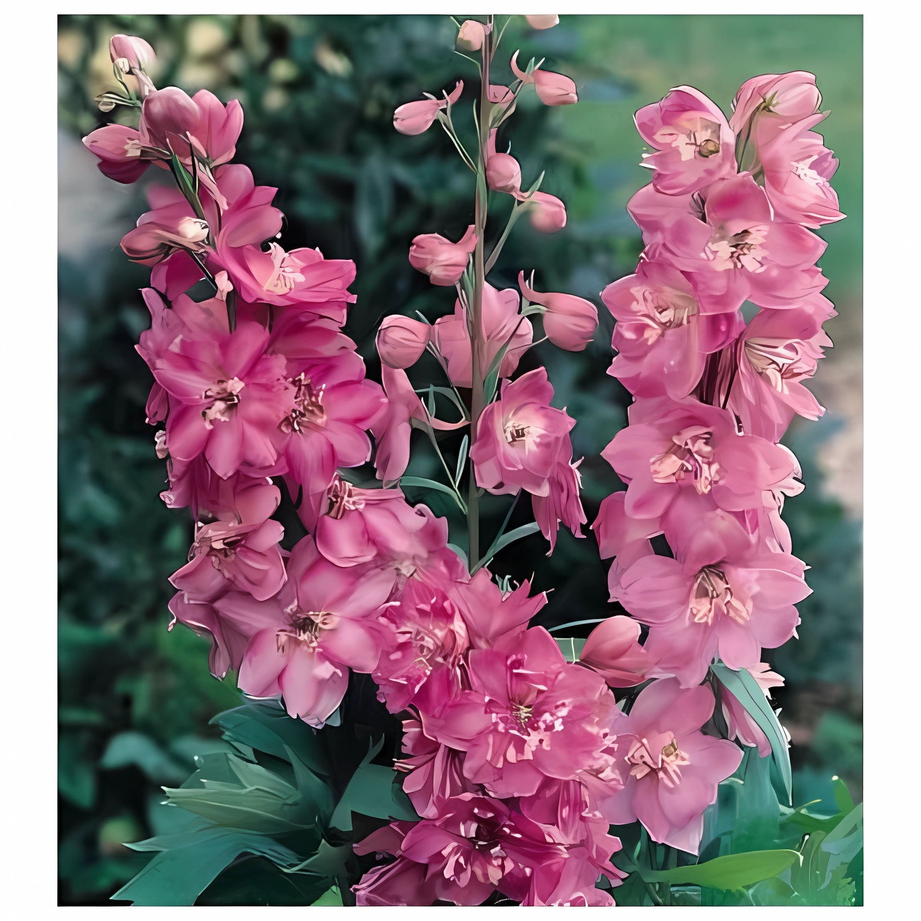 Превью изображения