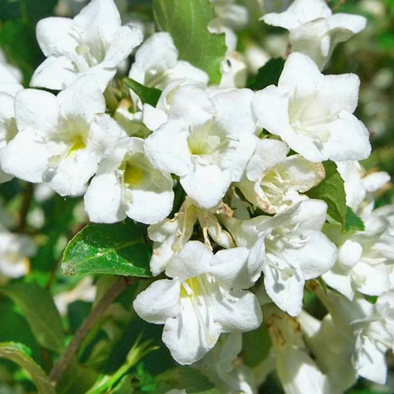 Превью изображения