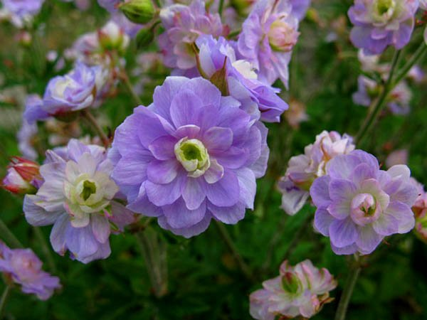 Превью изображения