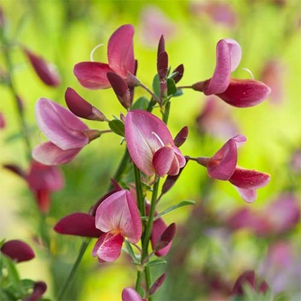 Превью изображения