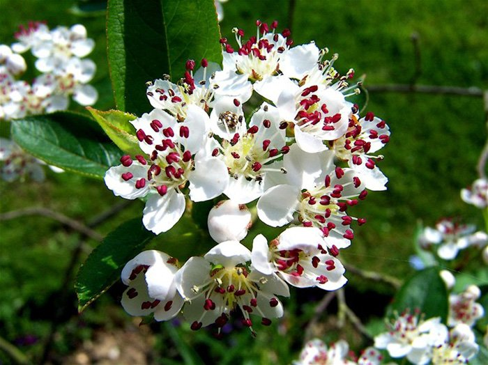 Превью изображения