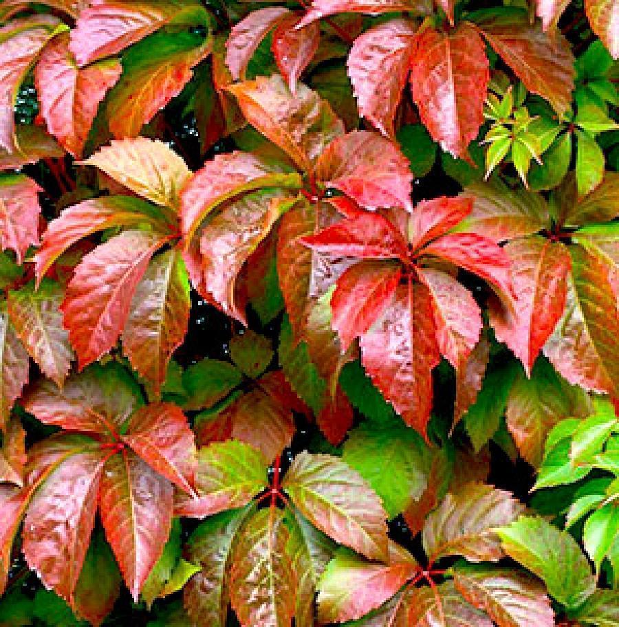 Превью изображения