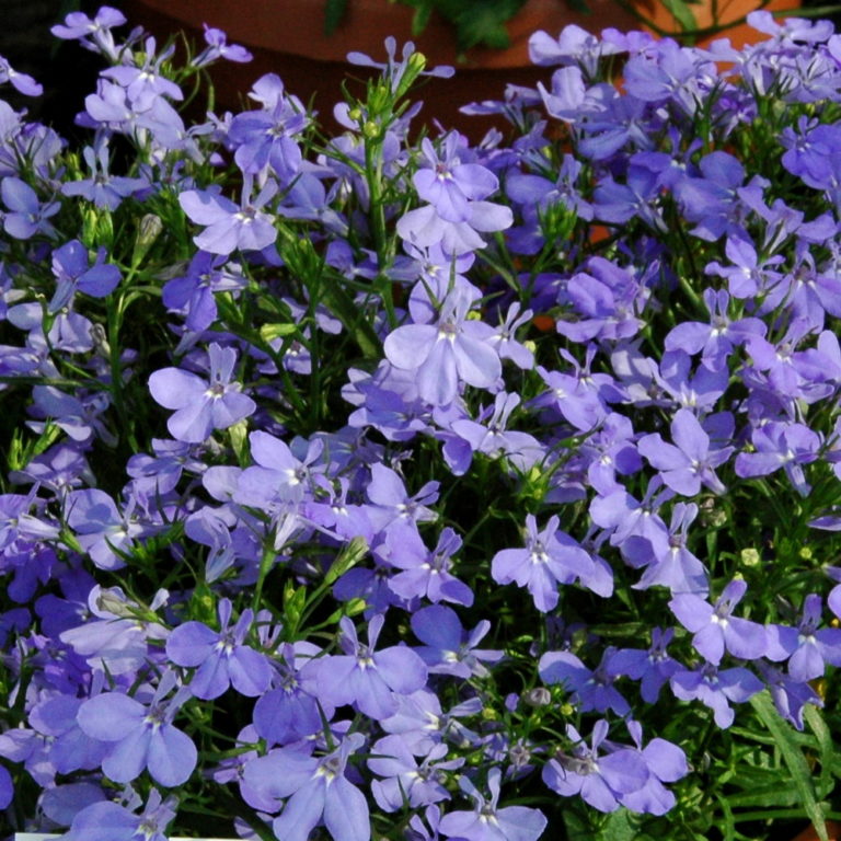 Превью изображения