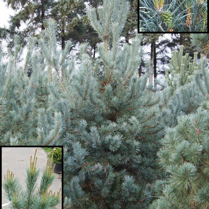 Превью изображения