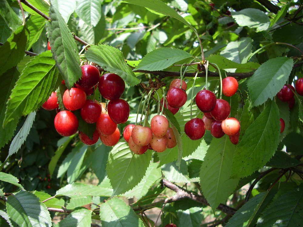 Превью изображения