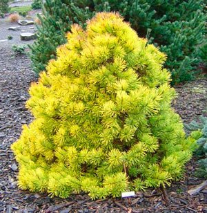 Превью изображения