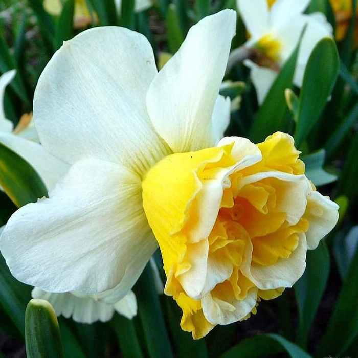 Превью изображения