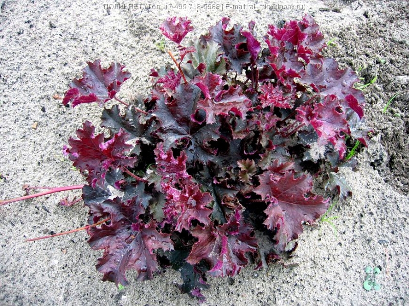 Превью изображения