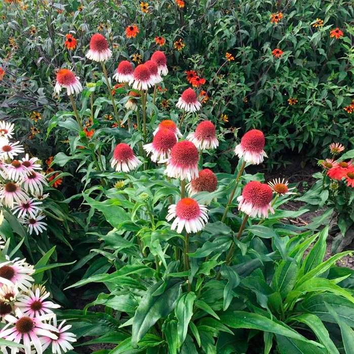 Превью изображения