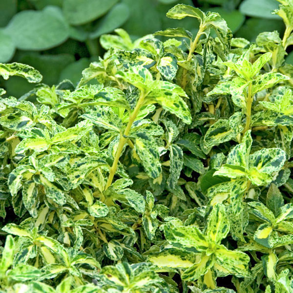 Превью изображения