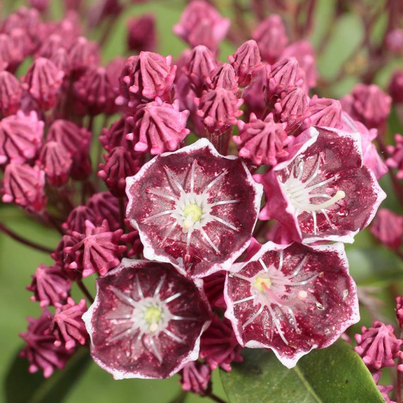 Превью изображения