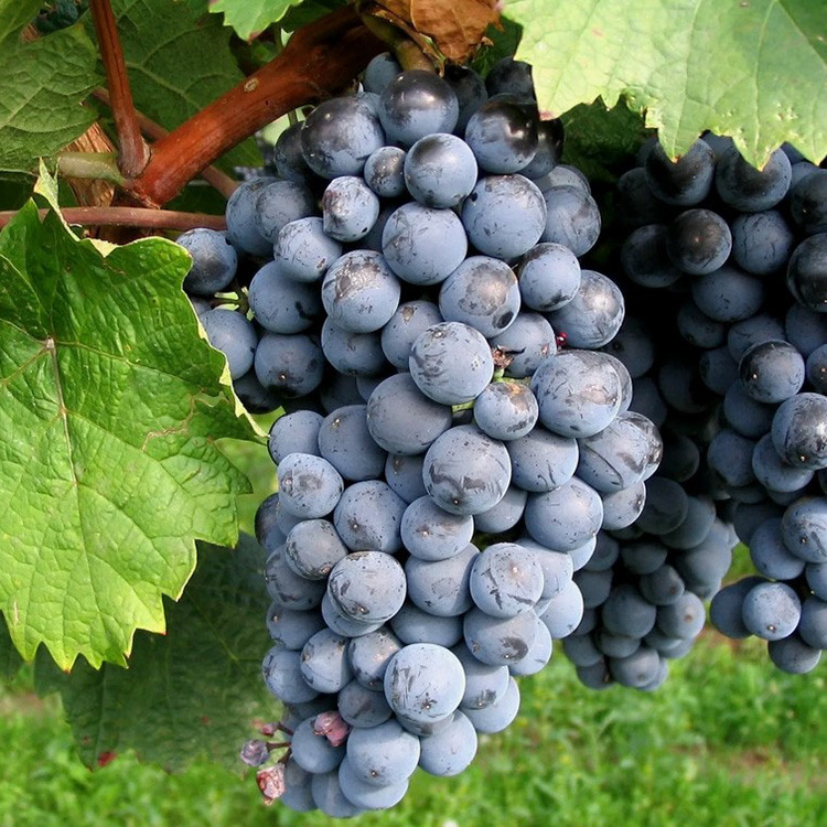 Превью изображения