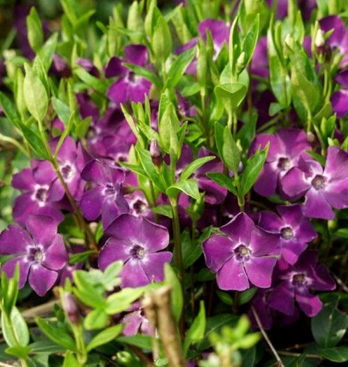 Превью изображения