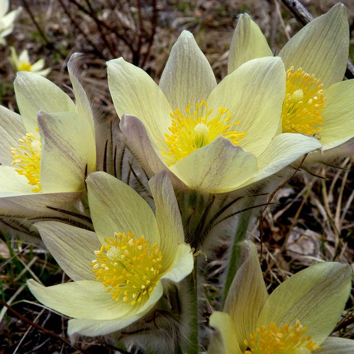 Превью изображения