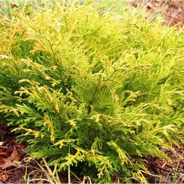 Превью изображения