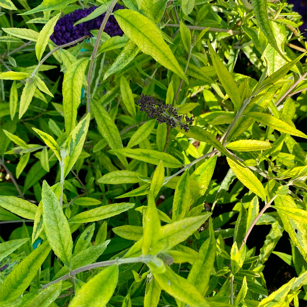 Превью изображения