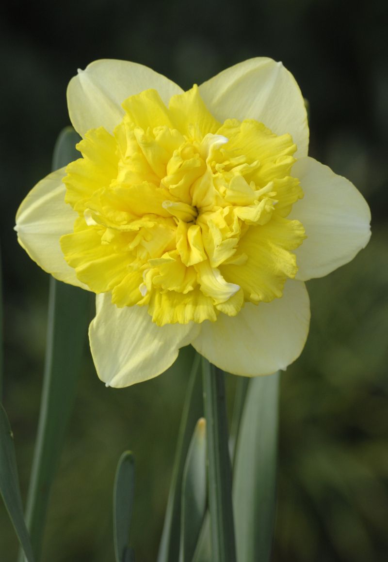 Превью изображения