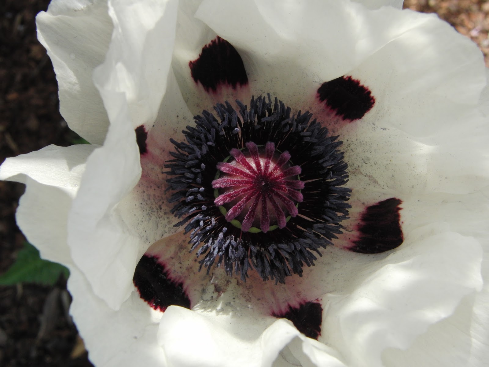 Превью изображения