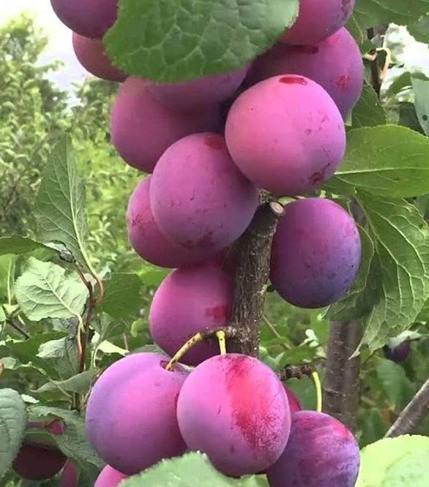 Превью изображения