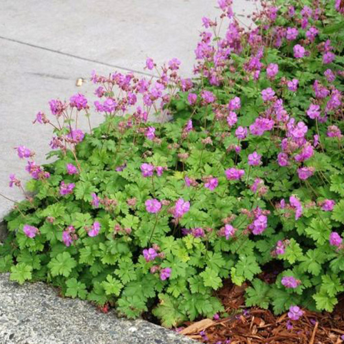 Превью изображения