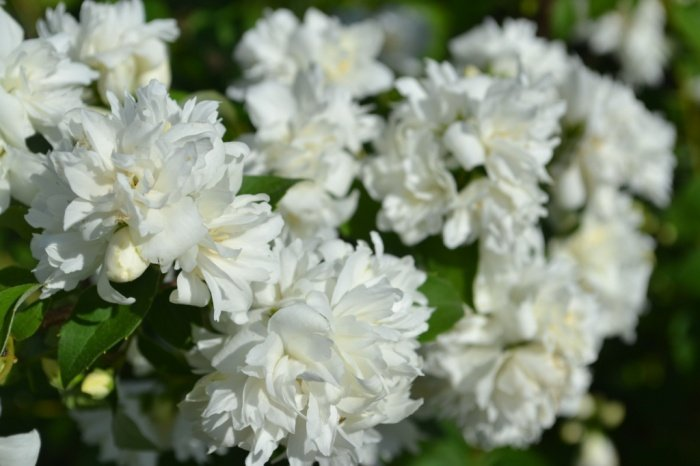 Превью изображения