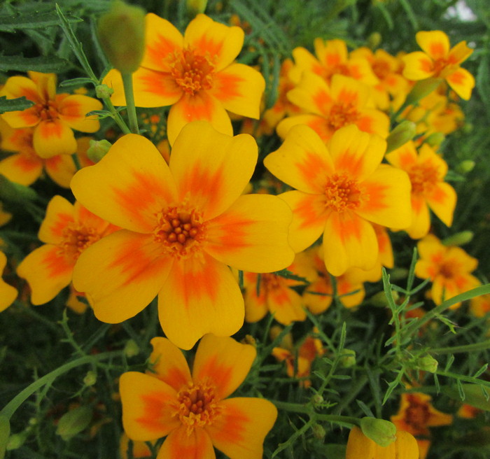 Превью изображения