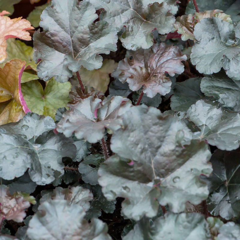 Превью изображения