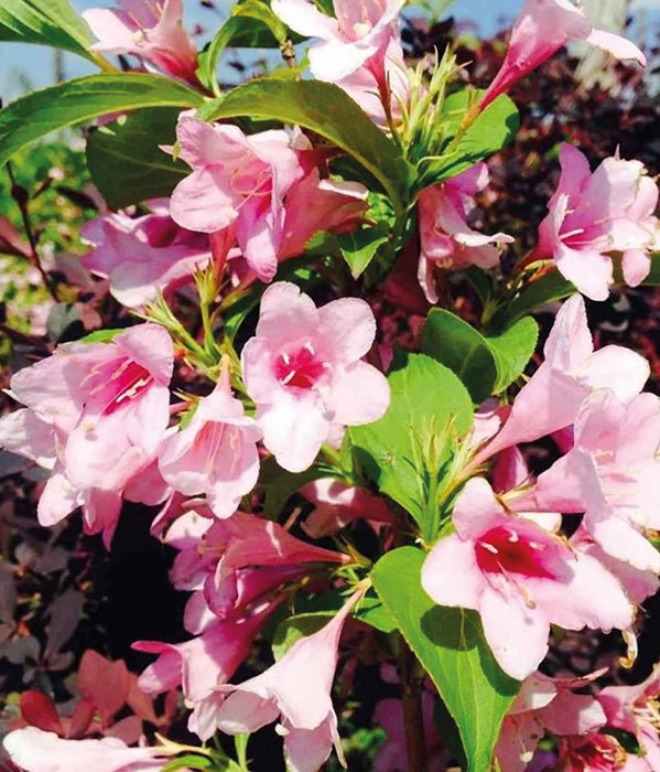 Превью изображения