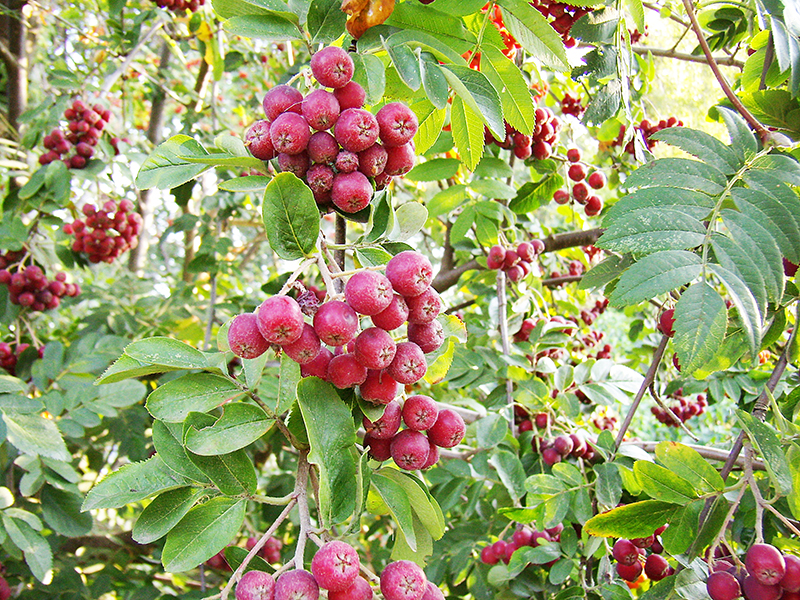 Превью изображения