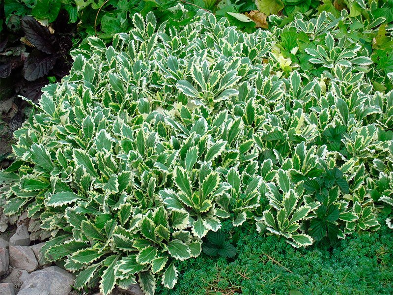 Превью изображения