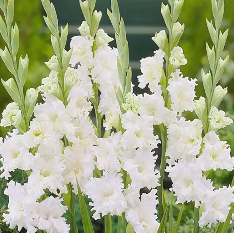 Превью изображения