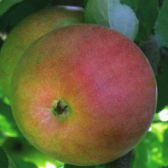 Превью изображения