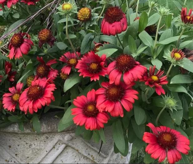 Превью изображения