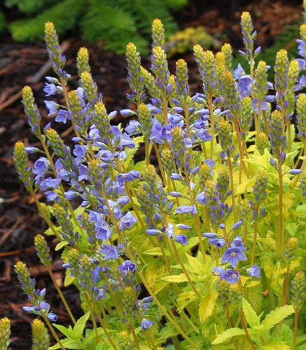 Превью изображения