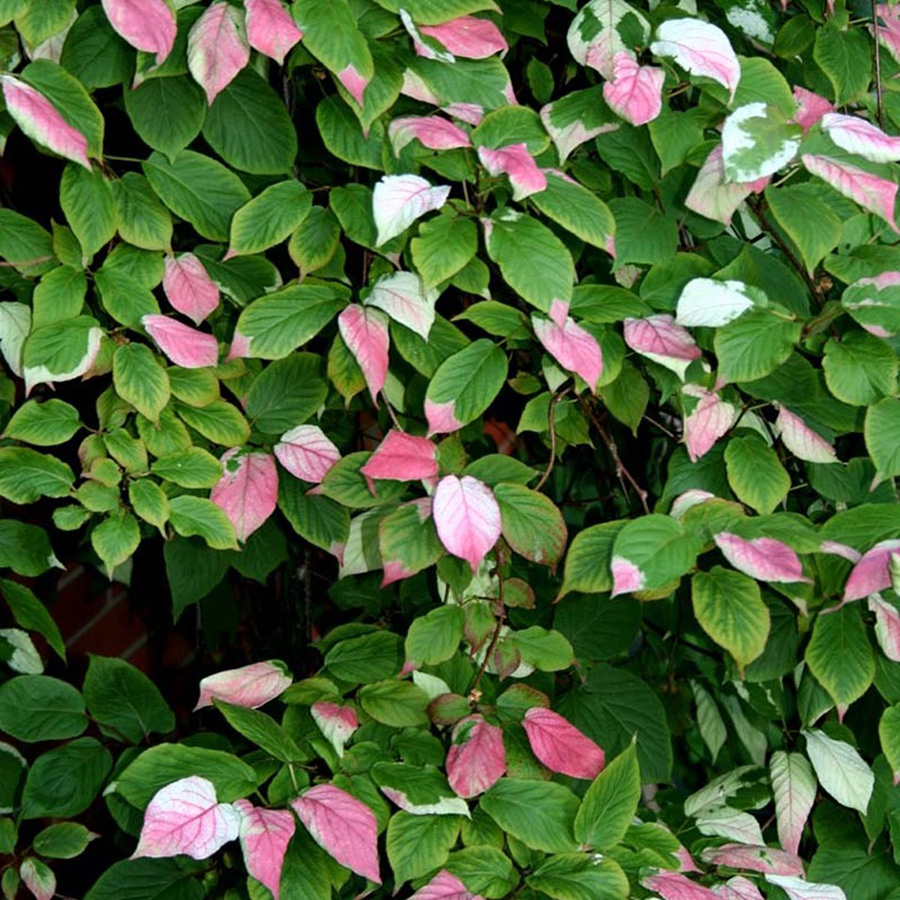 Превью изображения