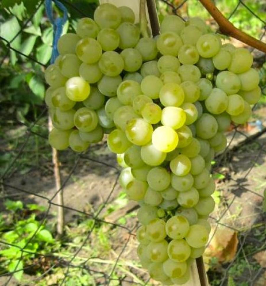 Превью изображения