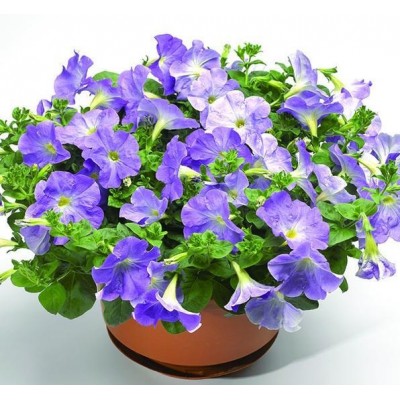 Превью изображения