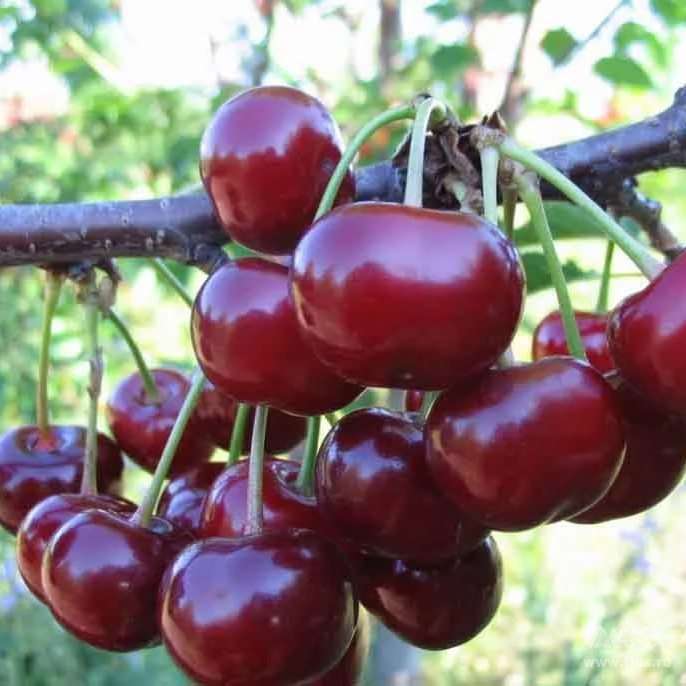 Превью изображения