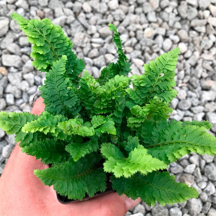 Превью изображения