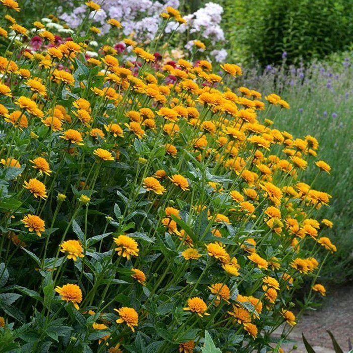 Превью изображения